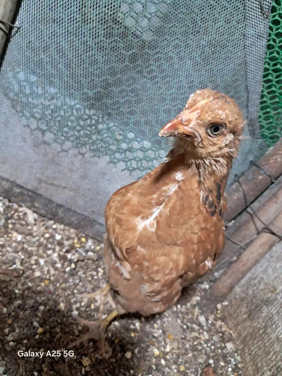 جوجه محلی|حیوانات مزرعه|شیراز, شیخ روزبهان|دیوار