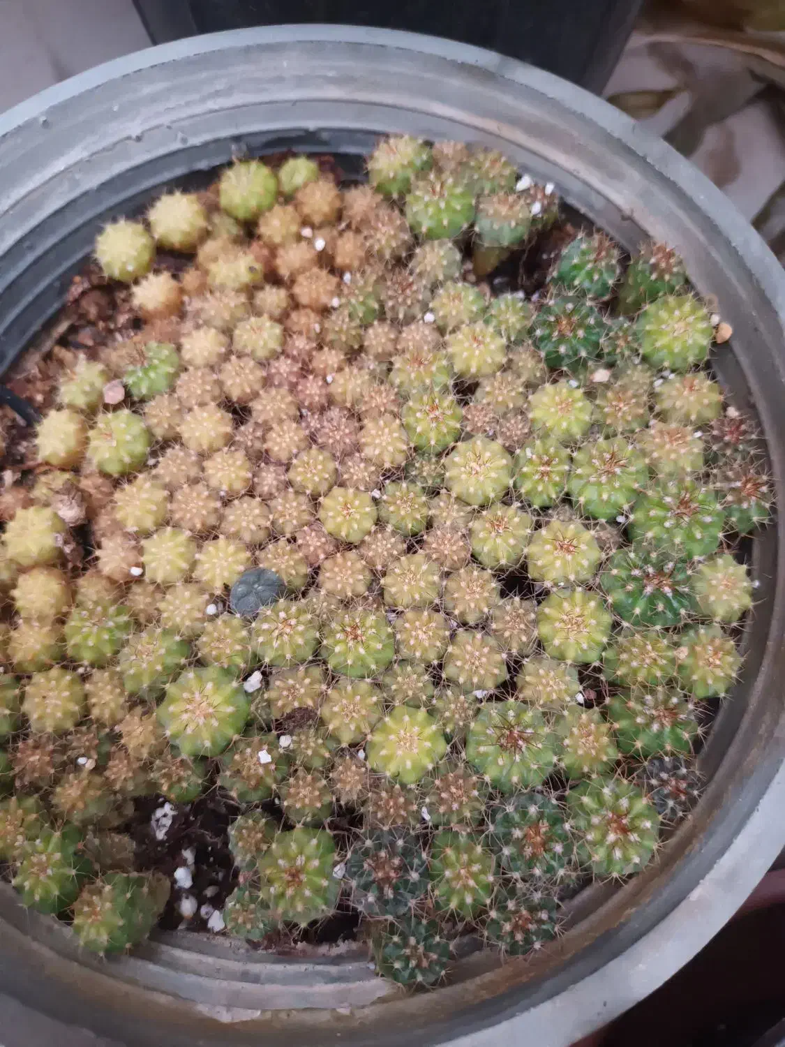 کاکتو س|گل و گیاه طبیعی|شاهینشهر, طالقانی|دیوار