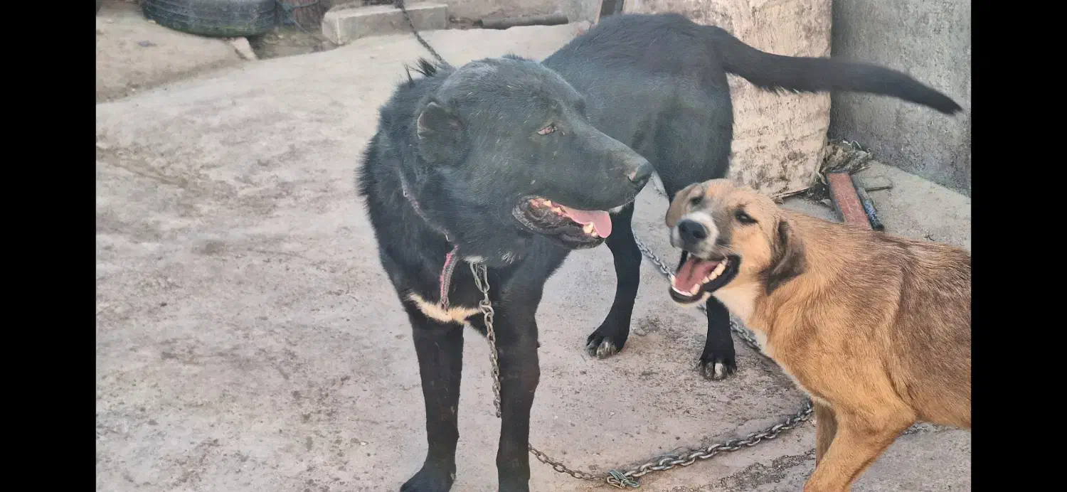 فروش دو قلاده سگ نژاد سرابی|سگ|دلیجان, |دیوار