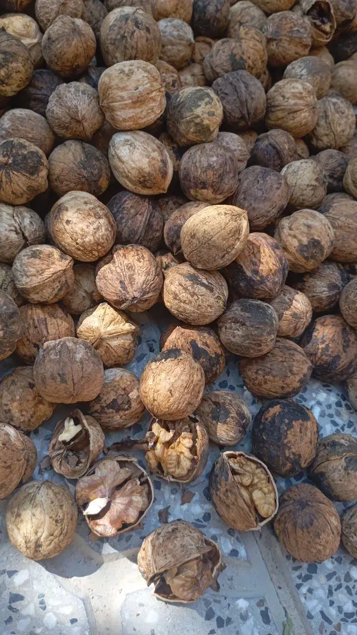 گردو بادام زعفران  آلوبخارا مغز بادام|خوردنی و آشامیدنی|یزد, |دیوار
