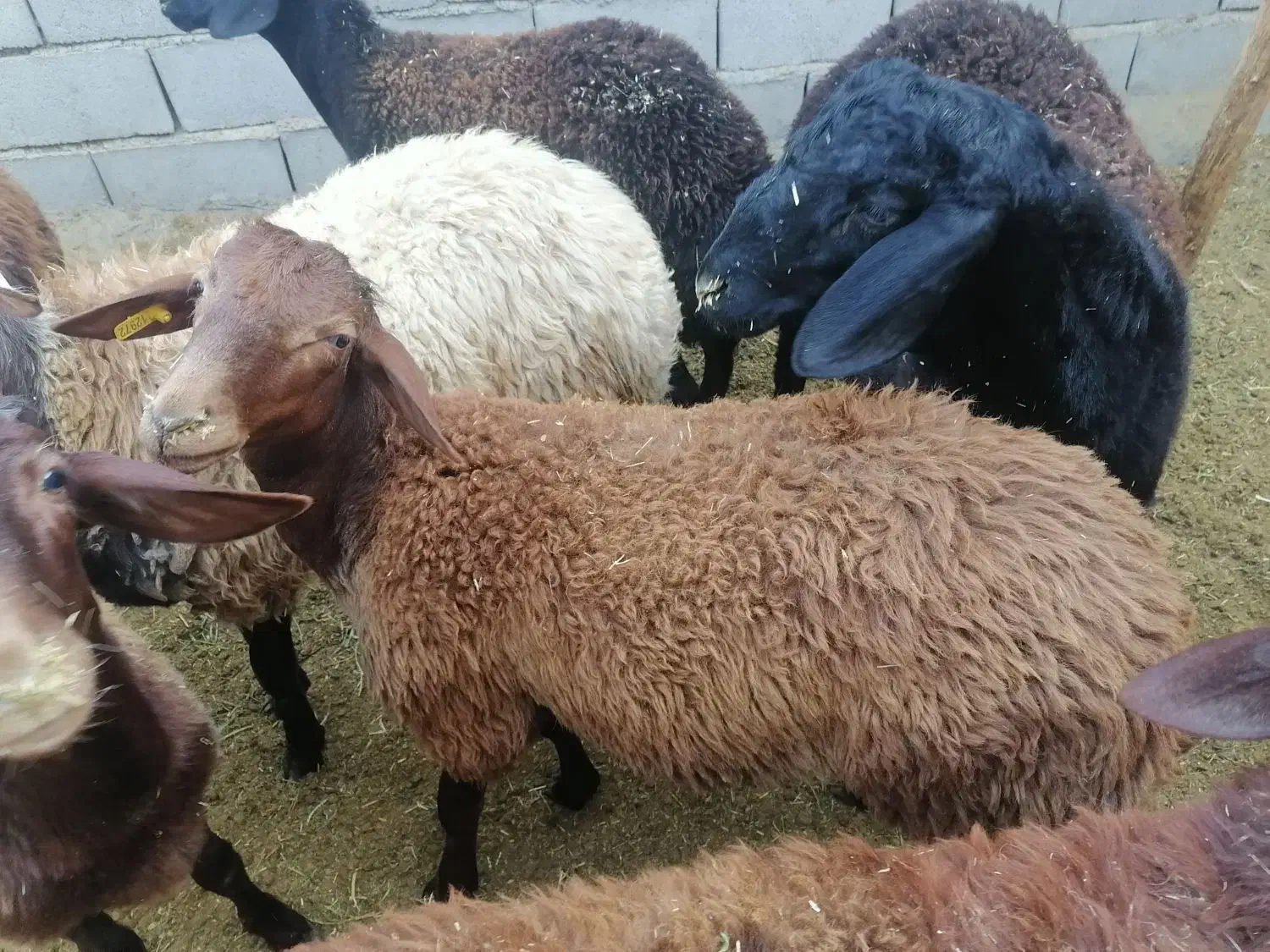 بره قوچ همو|حیوانات مزرعه|اسفراین, |دیوار