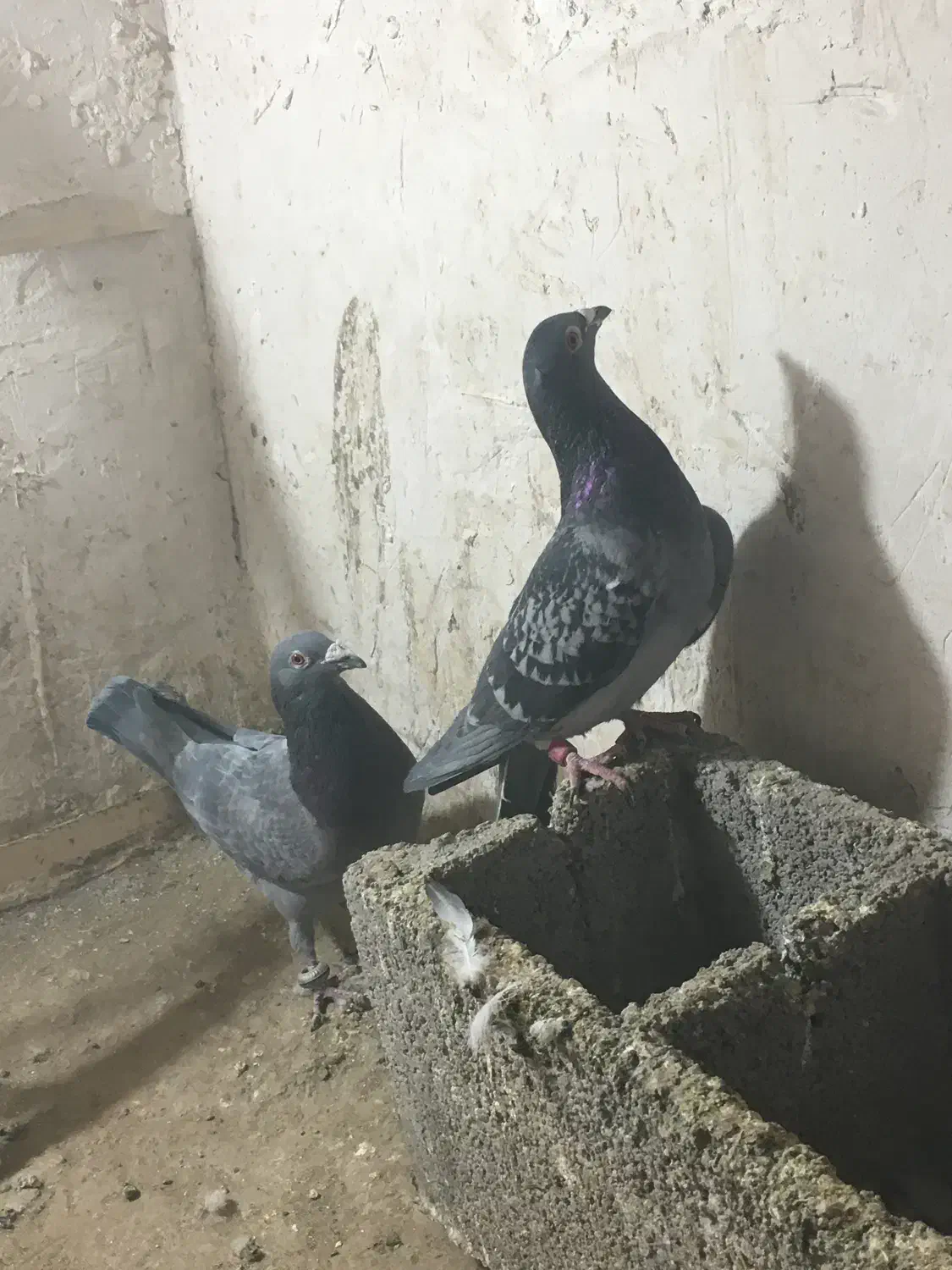 کفتر پولکی|پرنده|بیرجند, |دیوار