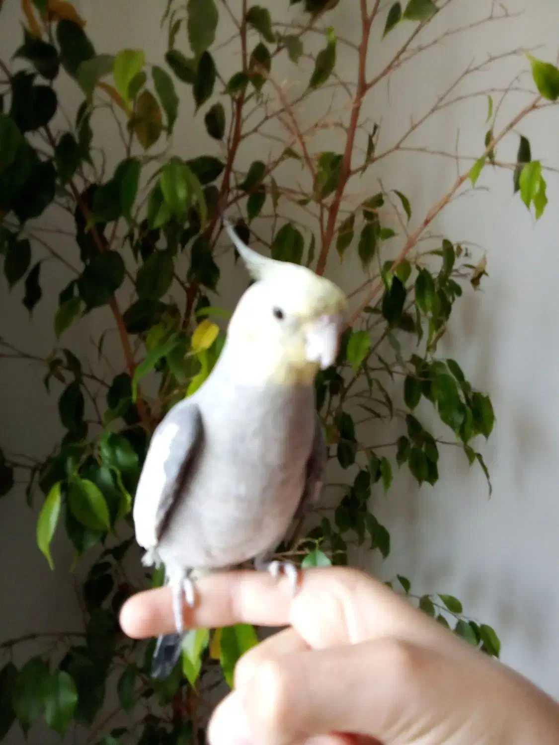 عروس هلندی نر دستی سخنگو|پرنده|شاهینشهر, فیض|دیوار