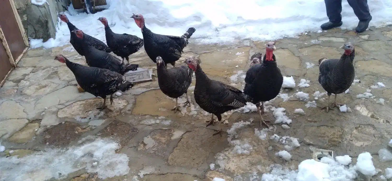 یدونه ۱۵۰۰۰۰۰|حیوانات مزرعه|تخت سلیمان, |دیوار