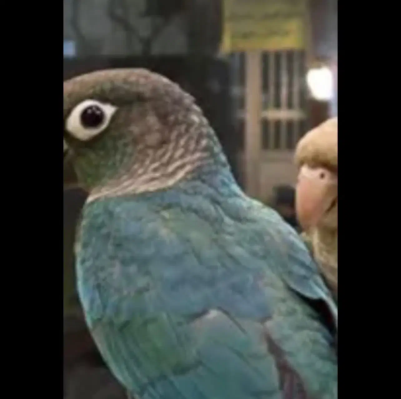 پرنده گیرینچیک|پرنده|پردیس, فاز ۸|دیوار