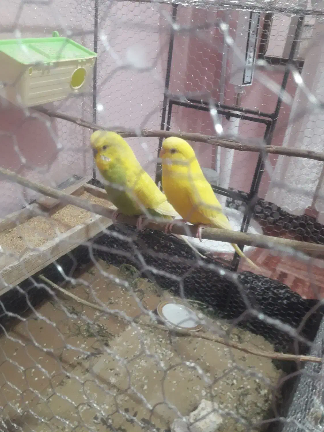 مرغ عشق|پرنده|مسجد سلیمان, |دیوار