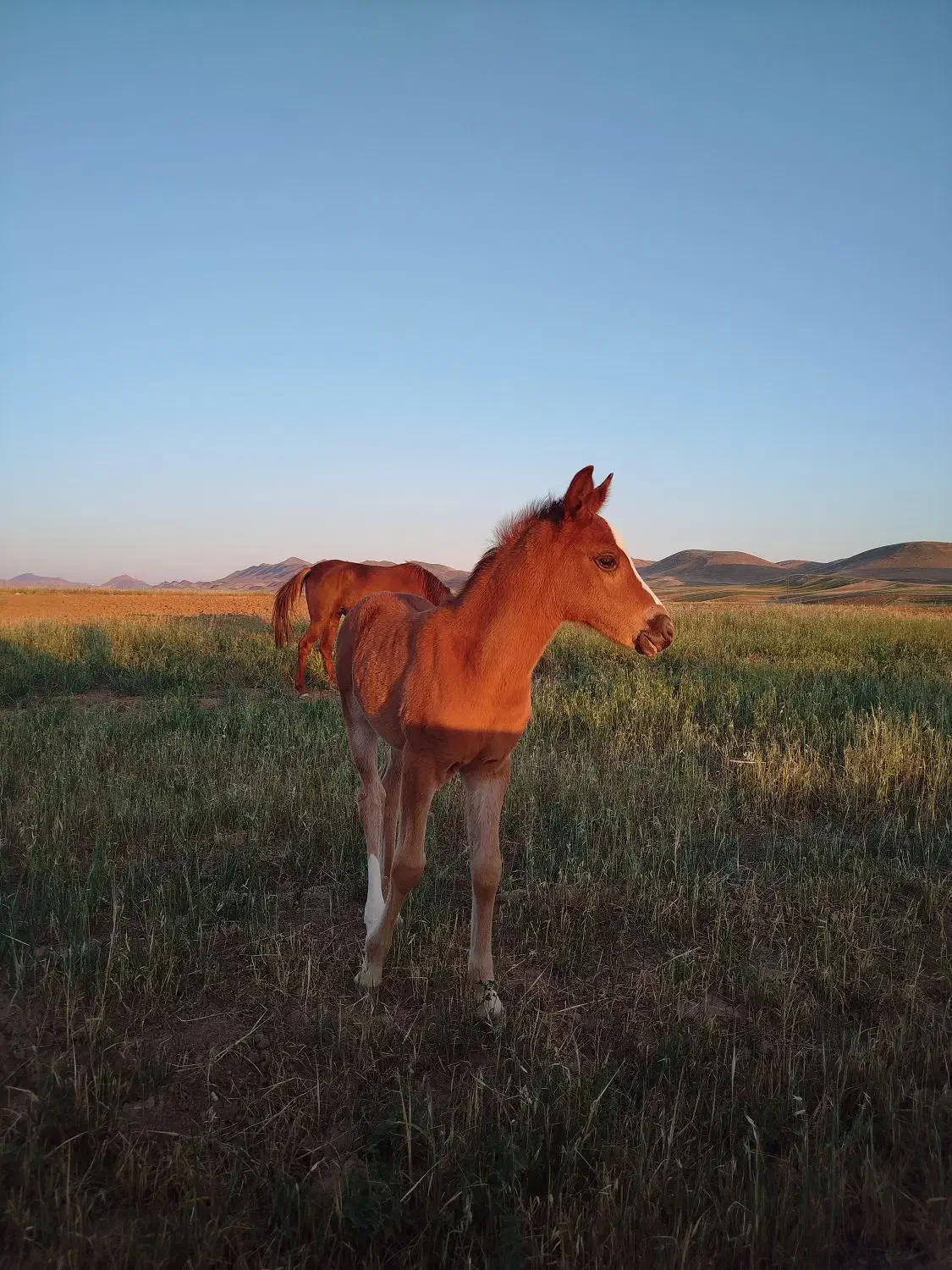 اسب|اسب و تجهیزات اسبسواری|طرهان, |دیوار