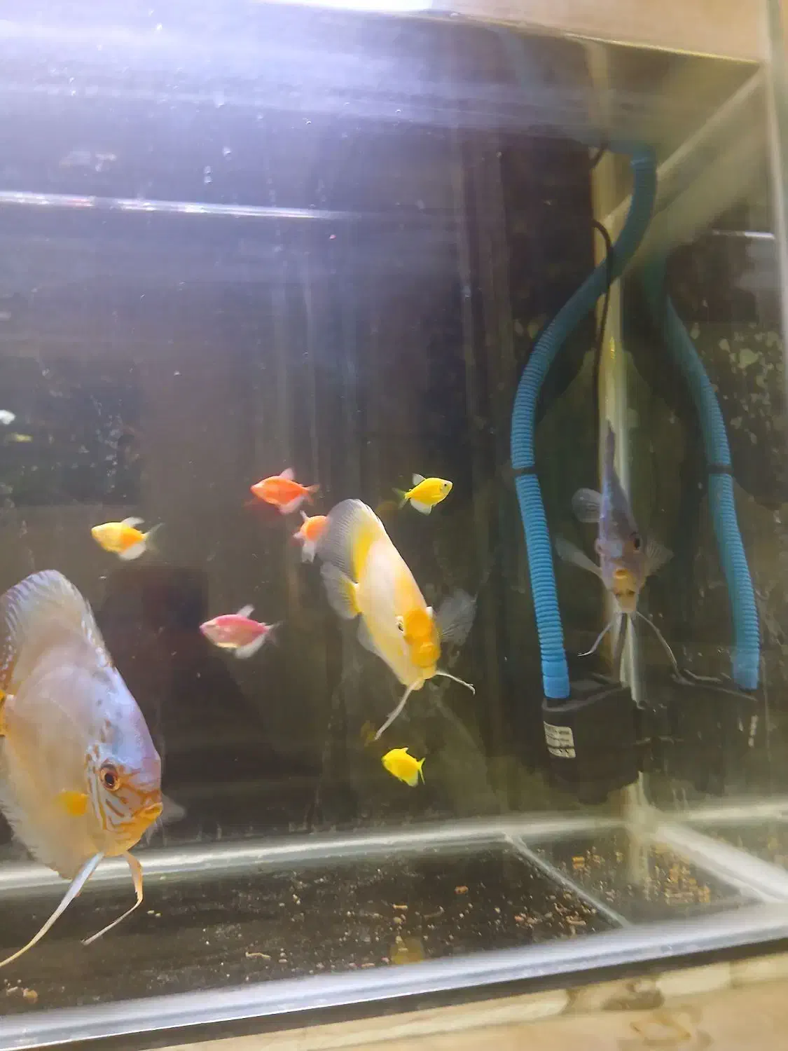 ماهی دیسکس زیبا|ماهی|تهران, کیانشهر|دیوار