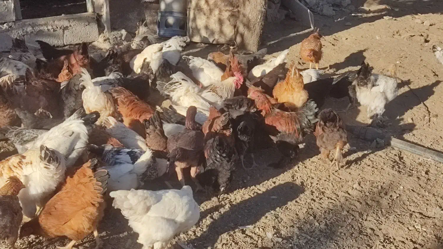 مرغ و خروس محلی|حیوانات مزرعه|سردشت, |دیوار