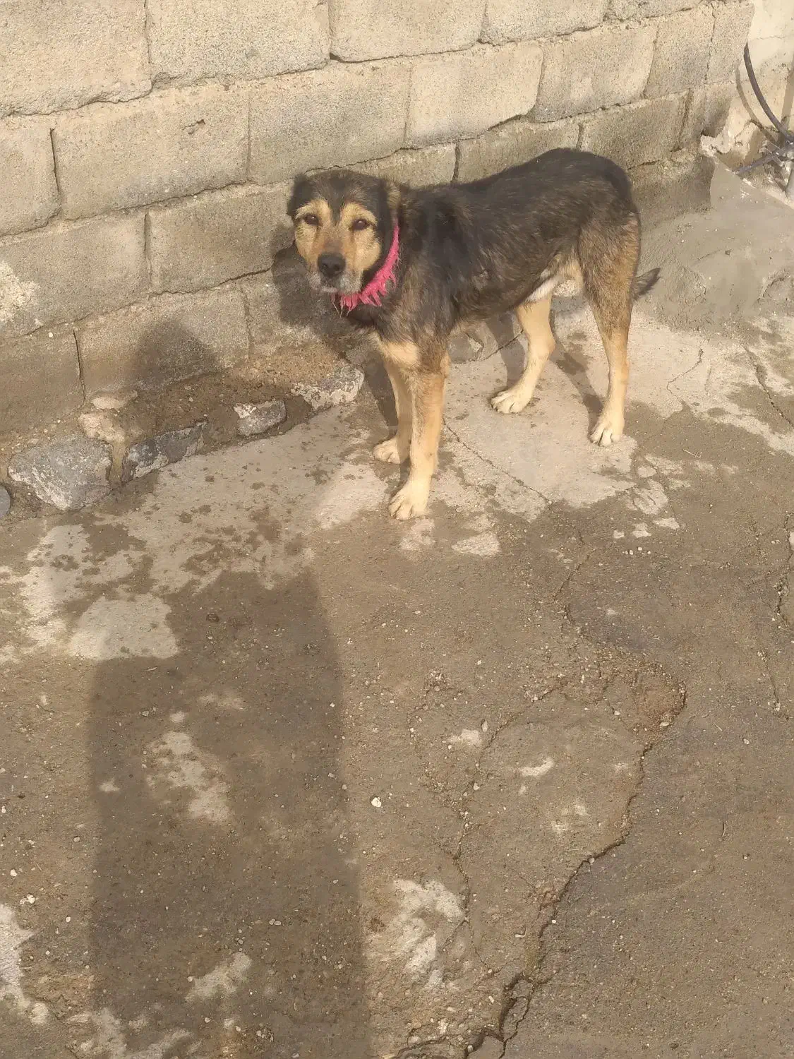 سگ گله|سگ|بیجار, |دیوار