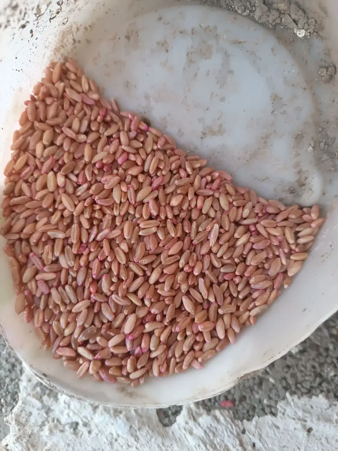 فروش گندم اذر2بوجاری شده|خدمات باغبانی و درختکاری|جوانرود, |دیوار