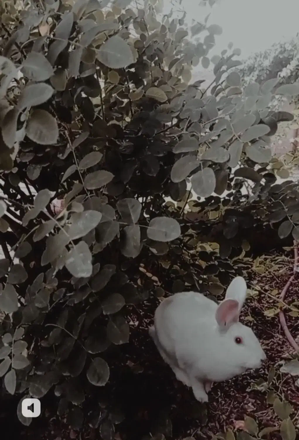 خرگوش|موش و خرگوش|کرمان, |دیوار