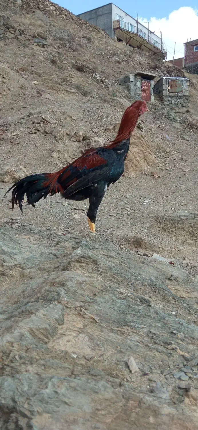 جوجه برزیلی|پرنده|کلاترزان, |دیوار