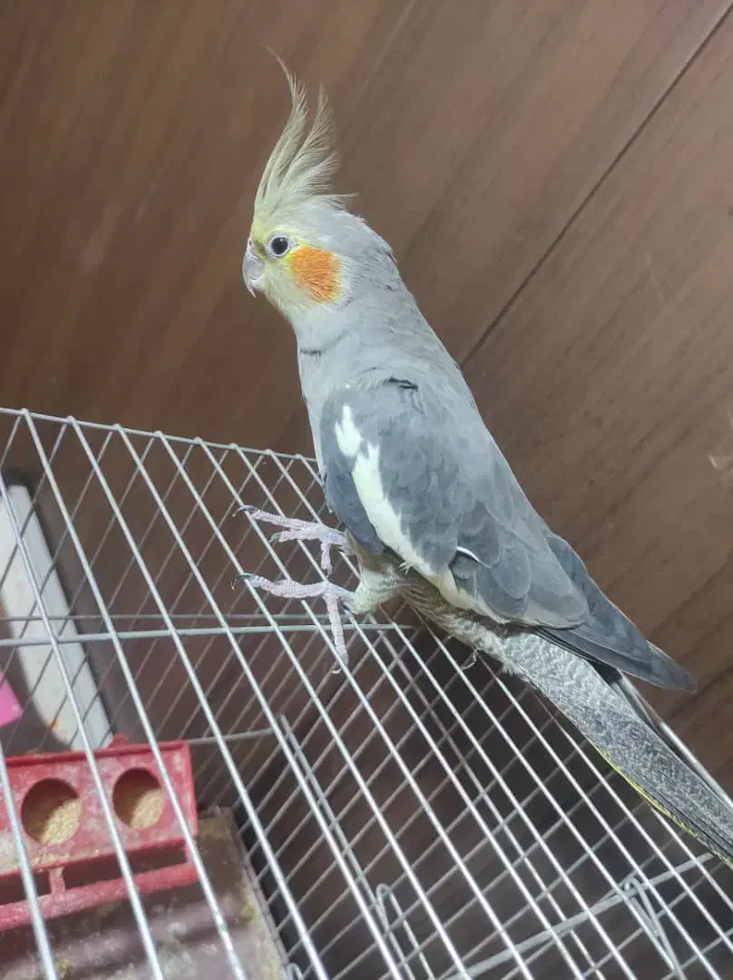 عروس هلندی|پرنده|فولادشهر, A3|دیوار