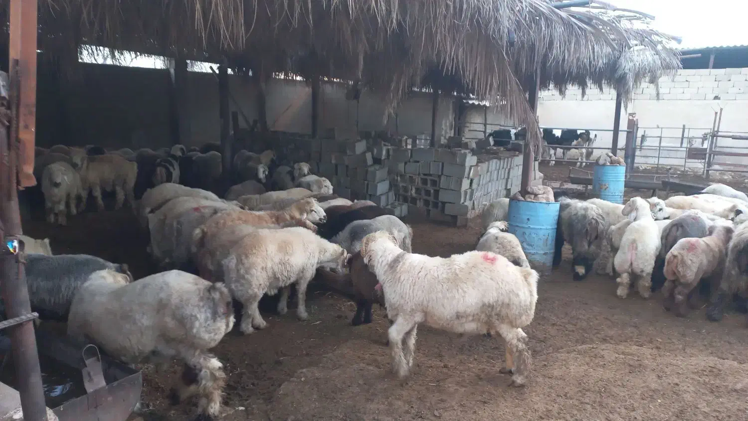 بره|حیوانات مزرعه|طسوج, |دیوار