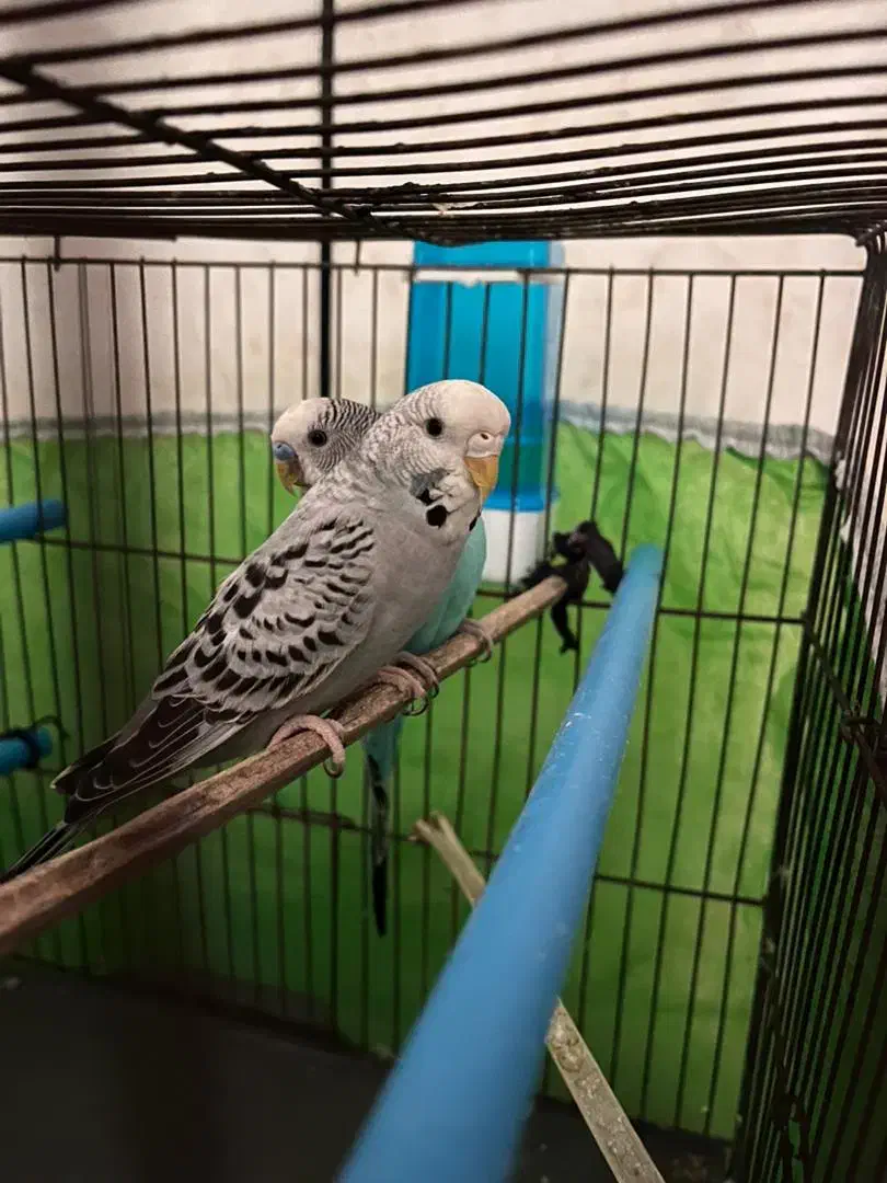 مرغ عشق مولد|پرنده|خرمشهر, |دیوار