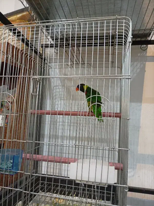 طوطی لوری سینه ببری|پرنده|عباس‌آباد, |دیوار