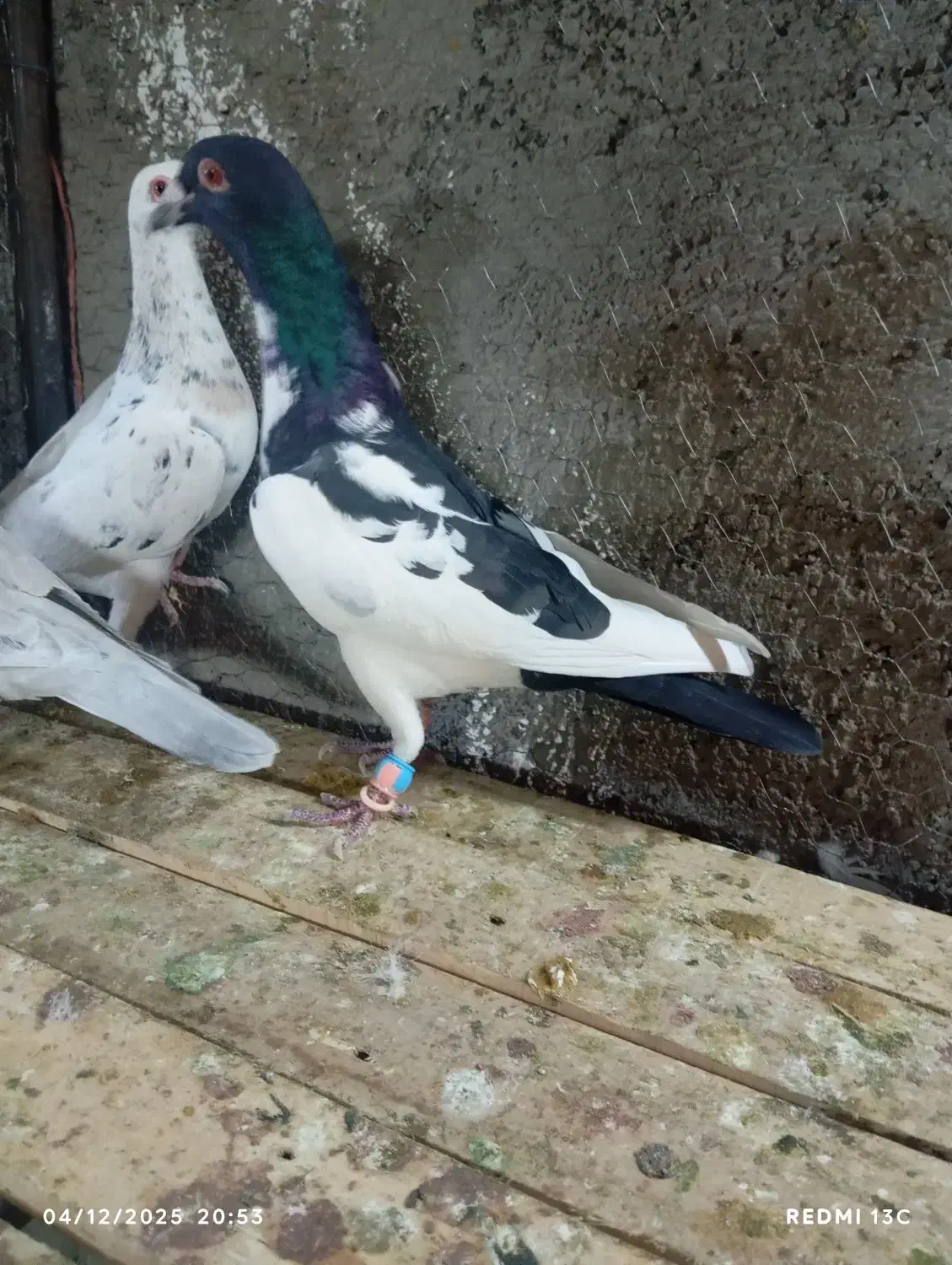 ابلغ نر|پرنده|الوند, |دیوار