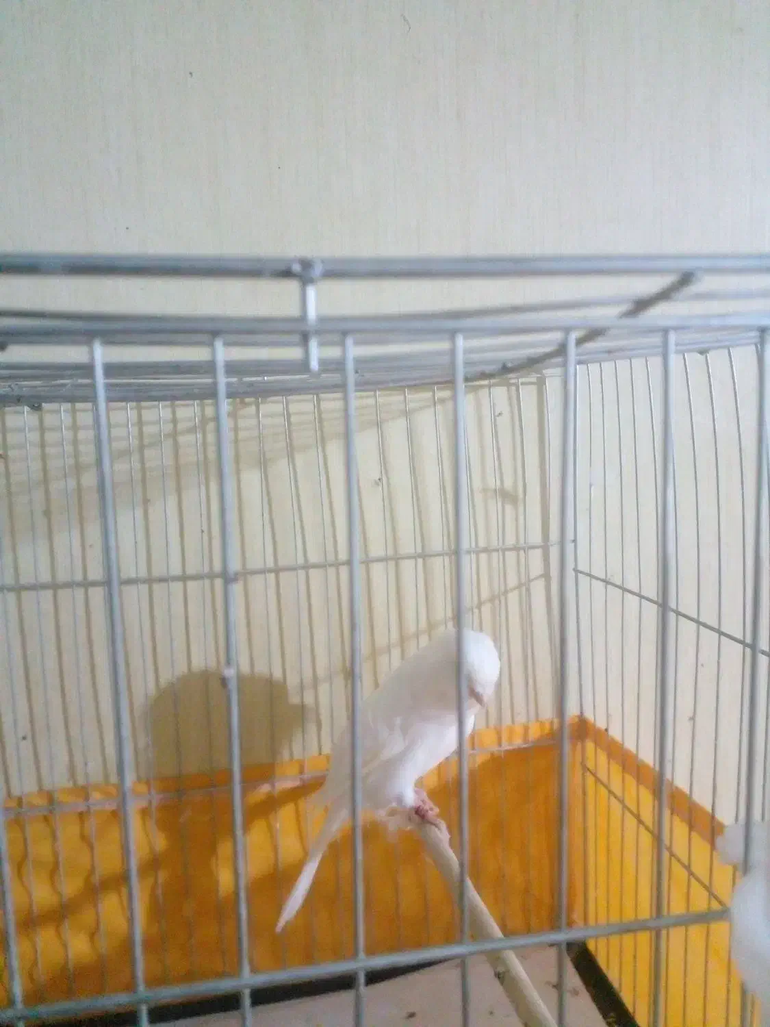 قناری نر رسمی|پرنده|رودهن, |دیوار