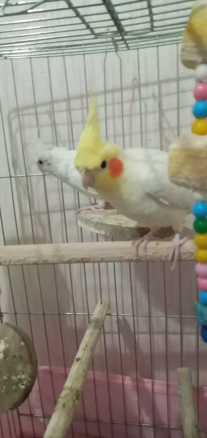 عروس هلندی جفت نر وماده|پرنده|مهاجران, |دیوار