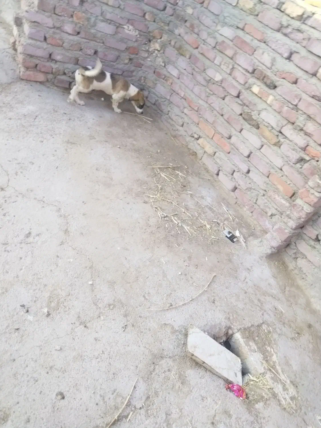 سگ پاکوتاه بازی گوش|سگ|زاهدان, |دیوار