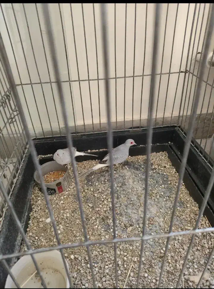 کبوتر الماسی چینی|پرنده|اردبیل, |دیوار