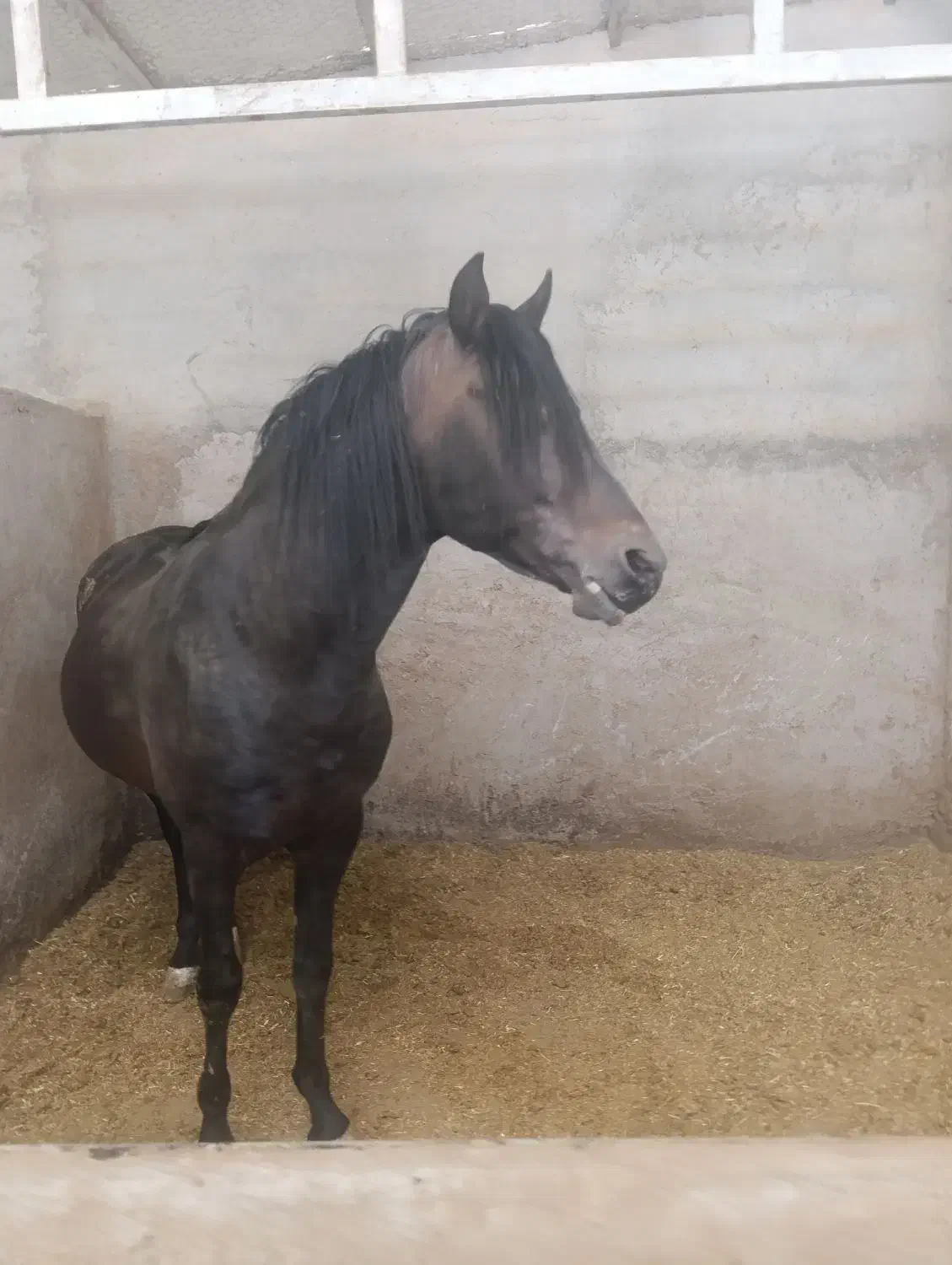 اسب عرب|اسب و تجهیزات اسب‌سواری|طالقان, |دیوار