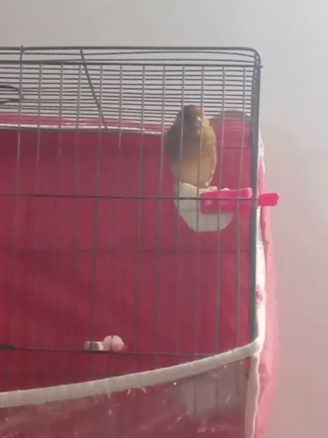 سقا و سهره قناری|پرنده|کرمان, |دیوار