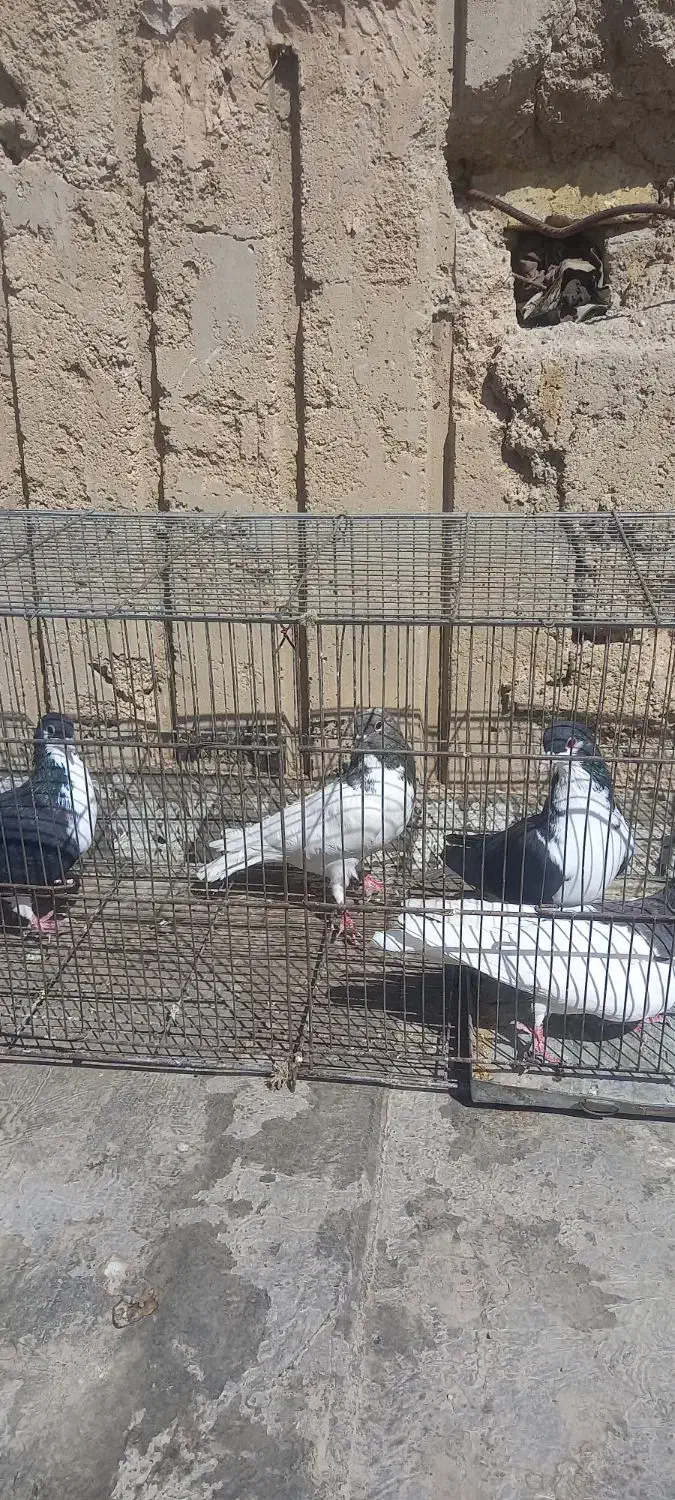 شهری|پرنده|شیراز, شهرک کوشکک|دیوار