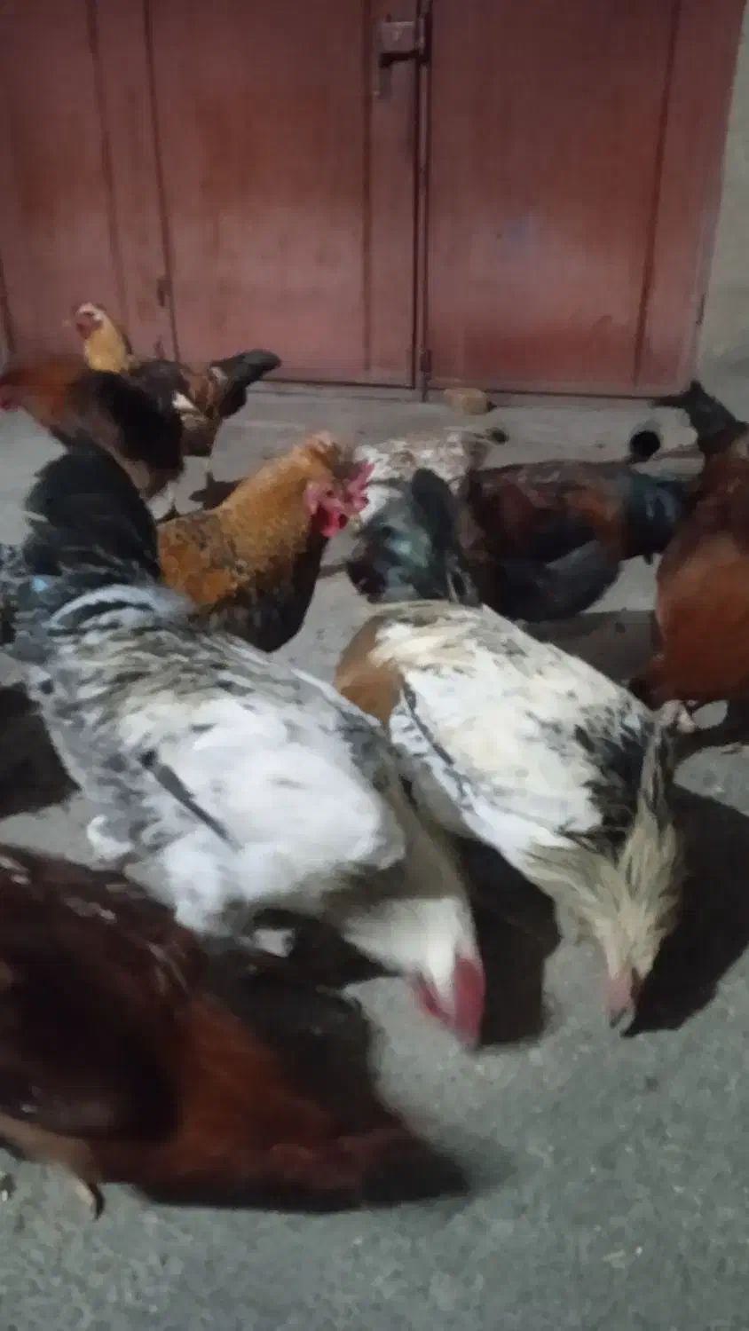 خروس محلی|حیوانات مزرعه|پیر سلیمان, |دیوار