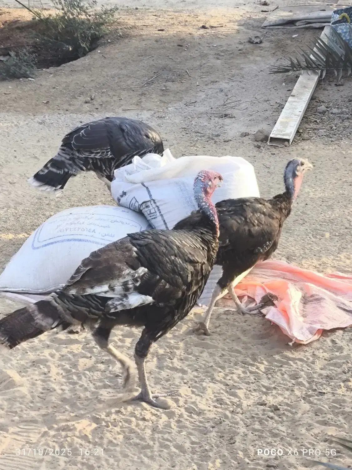 بوقلمون ،مرغ شاخدار|حیوانات مزرعه|برازجان, |دیوار