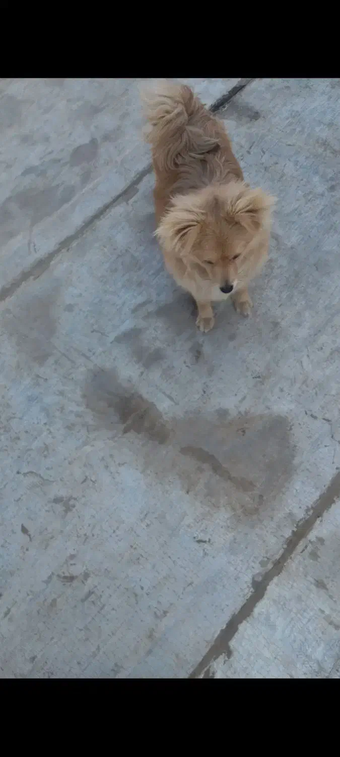 سگ اشپیتز کامل خونگی بدون کوچک ترین صدا|سگ|هشتگرد, شهرک بعثت|دیوار