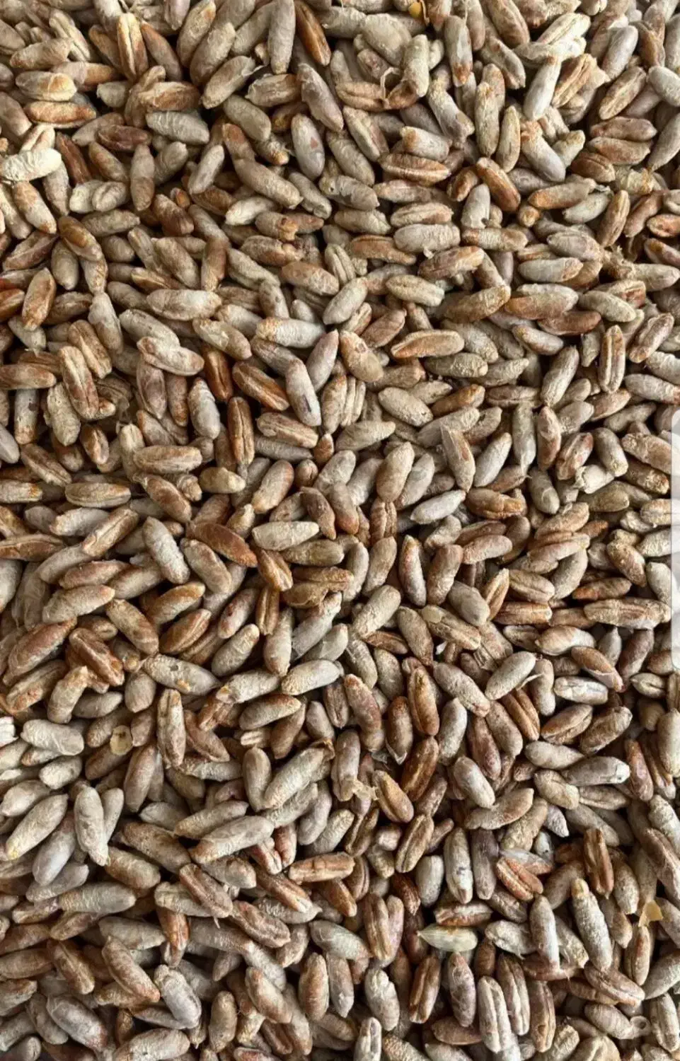 هسته خرما خشک|خوردنی و آشامیدنی|مشهد, نوید|دیوار