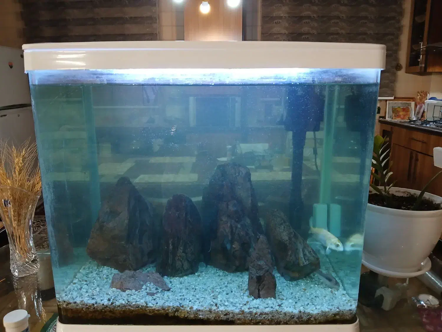 آکواریوم|ماهی|تهران, مینای جنوبی|دیوار