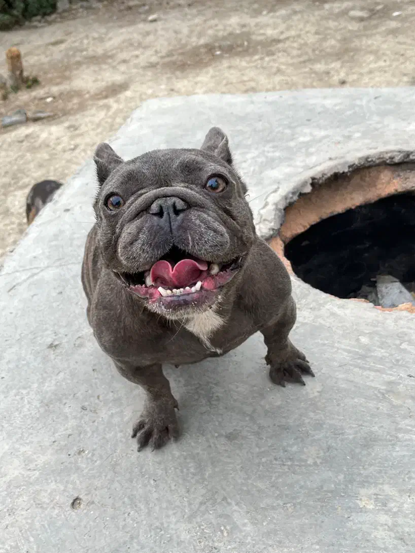 چند قلاده فرنچ بولداگ|سگ|ساری, |دیوار