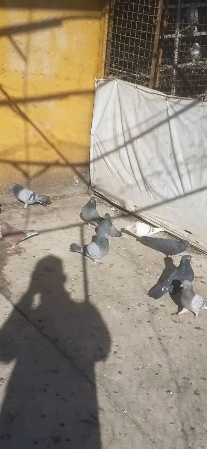 کبوتر خوب|پرنده|ماهدشت, |دیوار