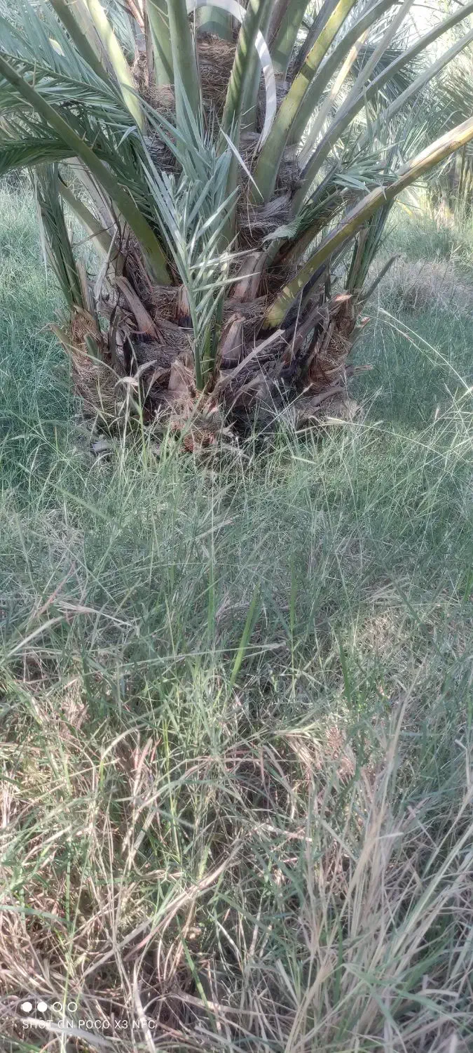 پاجوش نخل کلیته 8کیلو به بالا|گل و گیاه طبیعی|کهنوج, |دیوار