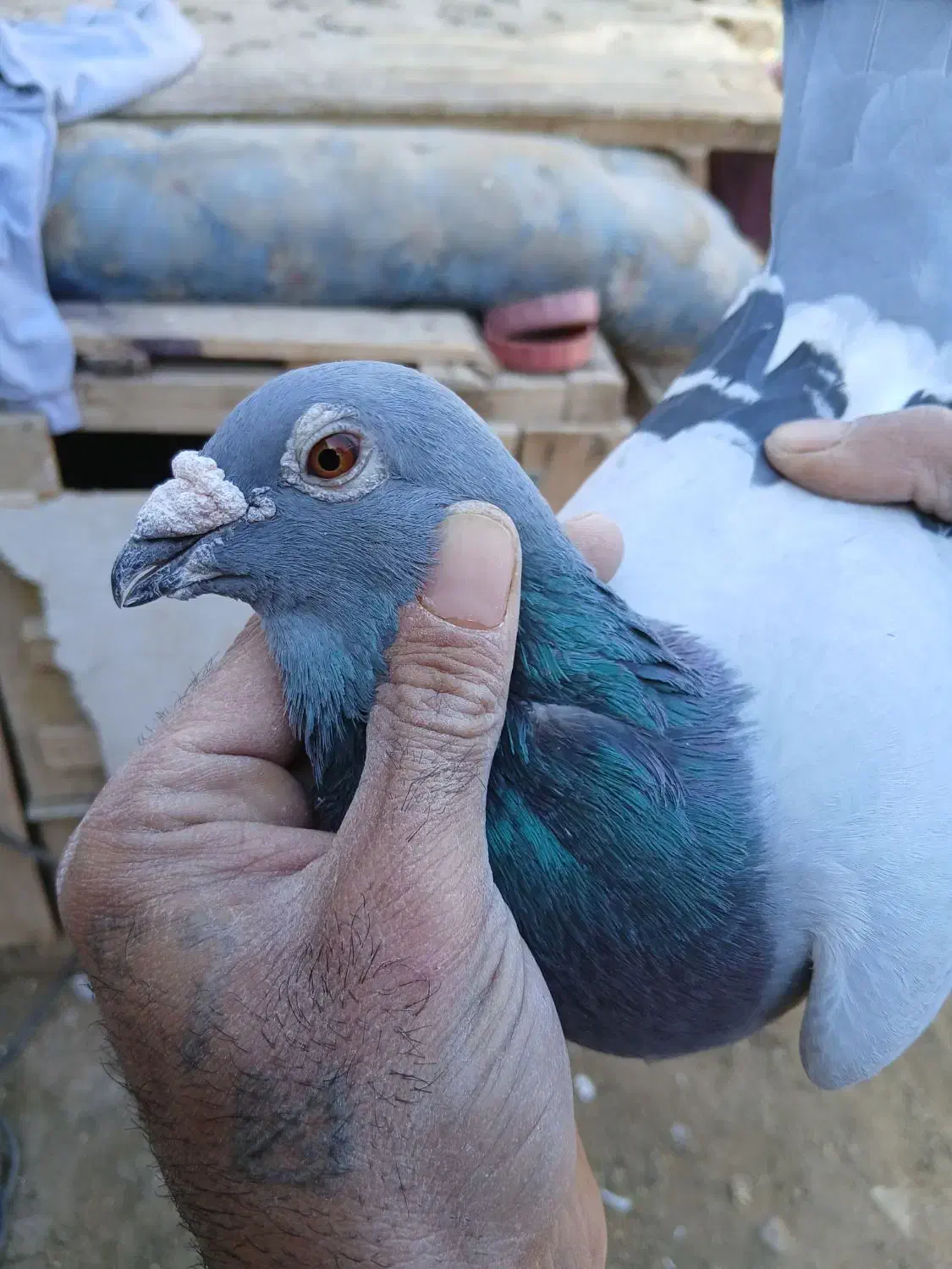 کبوتر پلاکی مسافتی|پرنده|حمیدیا, |دیوار