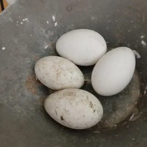 تخم قوغاز اصل|حیوانات مزرعه|زابل, |دیوار