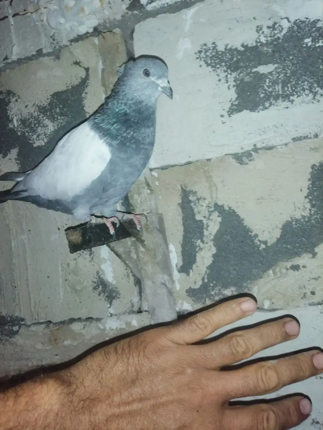 سینه سبز وآبی وپلاکی وسرور سیاه|پرنده|شیراز, آزادی|دیوار