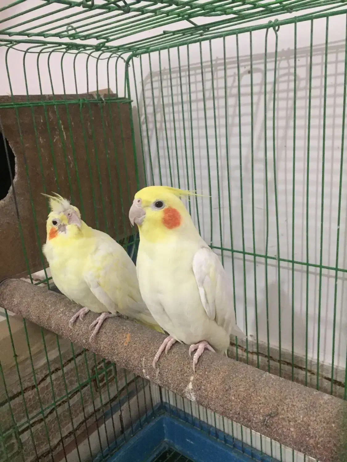 پرنده|پرنده|زیرکوه, |دیوار