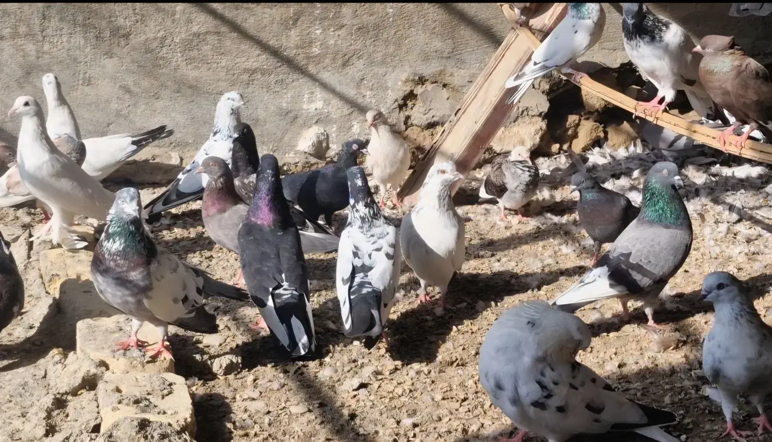 فروش کبوتر|پرنده|سیریک, |دیوار