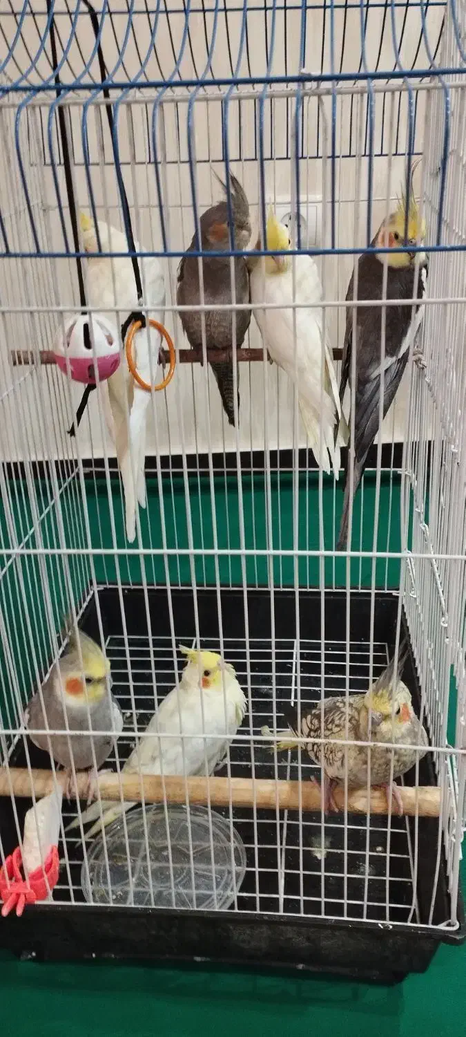 عروس هلندی|پرنده|محلات, |دیوار