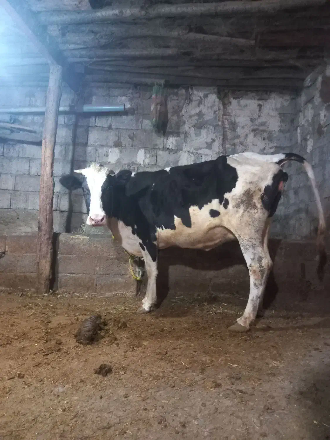 گاو|حیوانات مزرعه|فندقلو, |دیوار