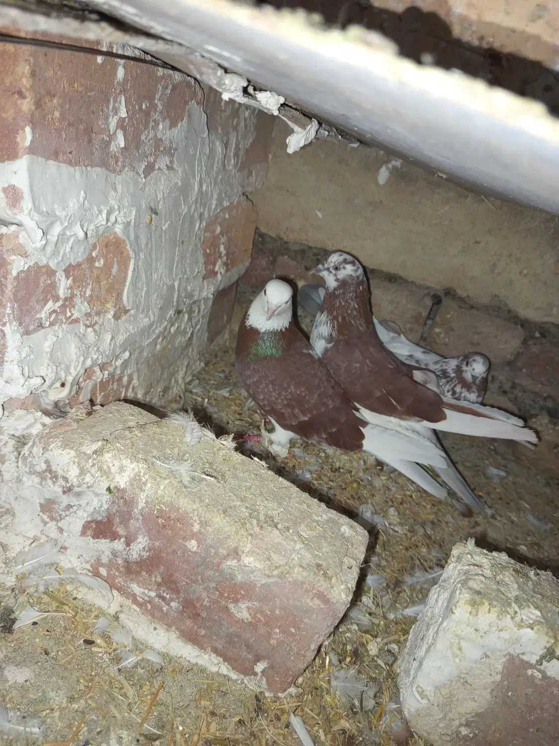 کبوتر|پرنده|نوشین شهر, |دیوار