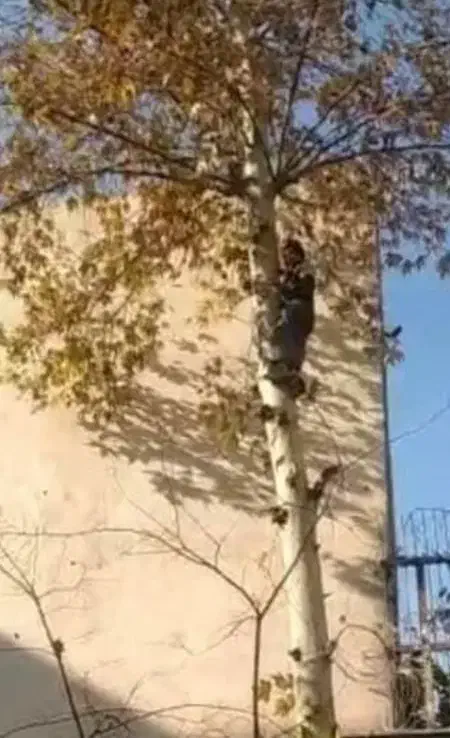 هرس درخت|خدمات باغبانی و درختکاری|تهران, پارک شهر|دیوار