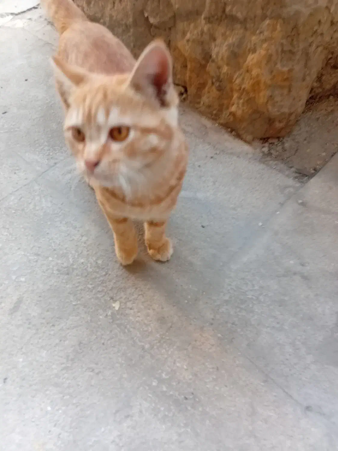 گربه گمشده|حیوانات|تهران, تجریش|دیوار