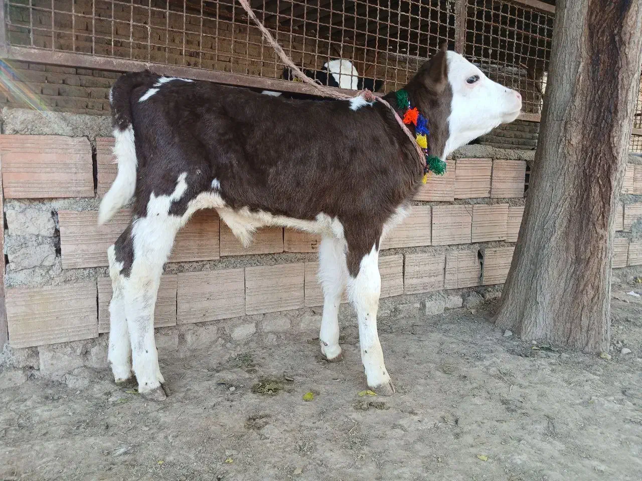 دو عدد گوساله سیمینتال نر جنس اصل تمیز از گاو|حیوانات مزرعه|آق قلا, |دیوار