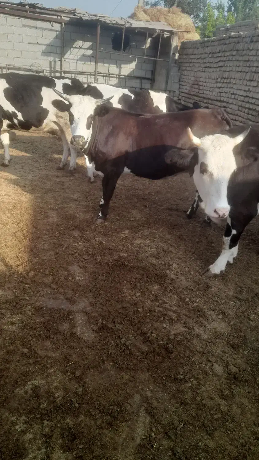 شیر گاو سیمینتال|خوردنی و آشامیدنی|هشتگرد, شهرک کوثر|دیوار