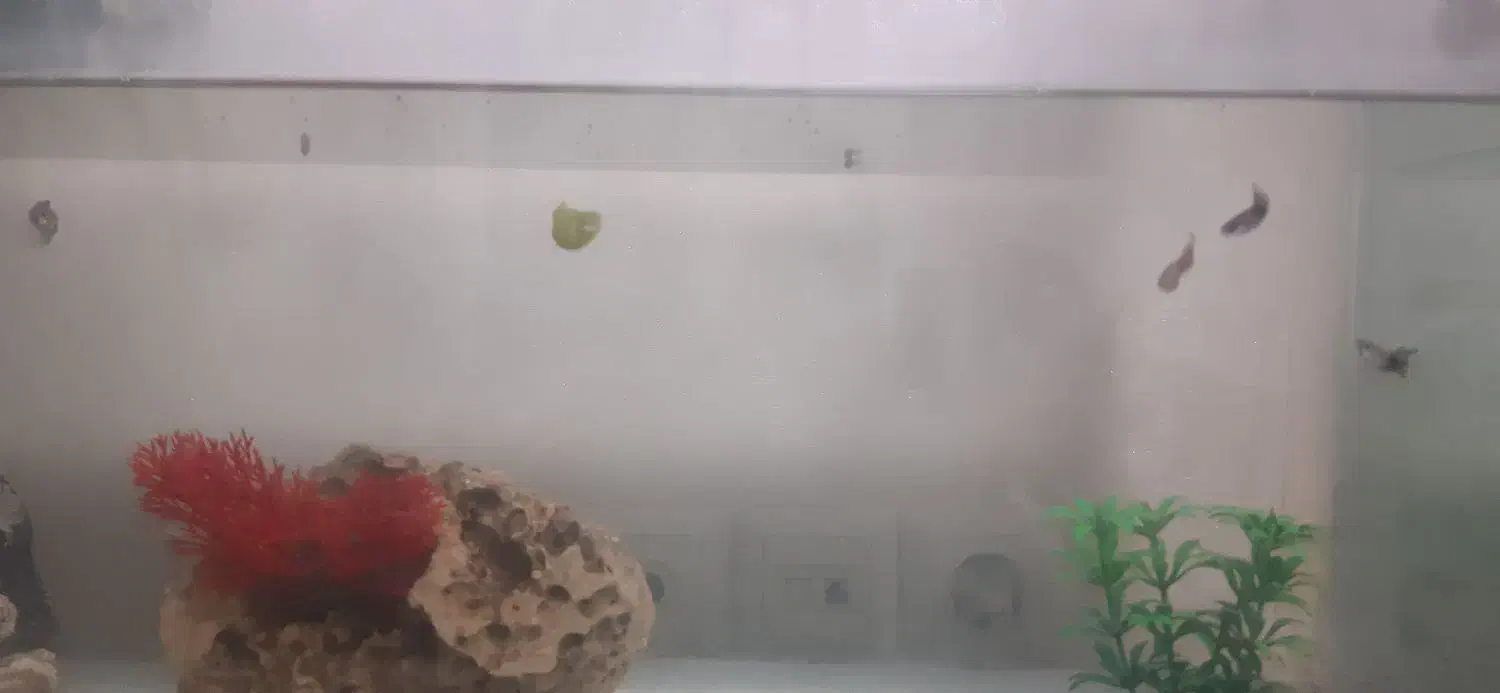 ماهی گوپی|ماهی|شیراز, احمدآباد|دیوار